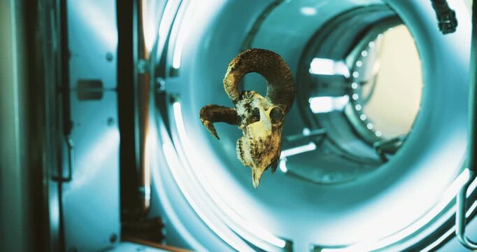 A ram skull is prominently showcased within a high tech environment, illuminated by captivating blue lights that highlight its intricate features.