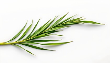 Fototapeta premium A branch of dried sage, with its green needles contrasting against a light grey background, giving an impression of freshness against a monochromatic backdrop.