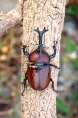 Top view of Kabutomushi dark brown red Japanese rhinoceros beetle - Trypoxylus dichotomus or Allomyrina dichotomus on tree branch of natural garden.