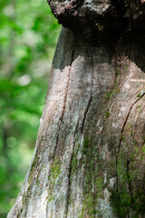 Vertical tree trunk texture with moss and soft forest light
