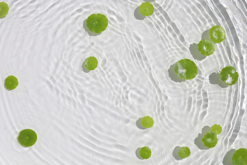 Green pennywort leaves floating on clear water with soft ripples.
