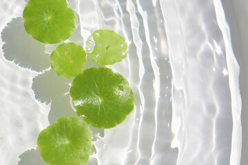 Green pennywort leaves floating on clear water with soft ripples.