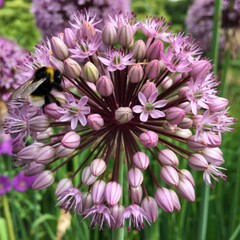 Bumblebee pollinating a vibrant purple allium flower in a garden