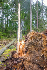 Windsnapped tree and a uprooted tree after a storm in a forest