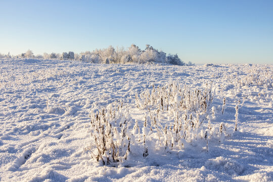 Frozen vegetation on a snowy meadow in beautiful winter landscape