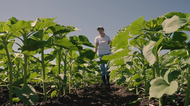 farmer touches green leaf sunflower, farmer walks rubber boots along rows crops farm, agriculture, background ripening fresh sunflower field, agriculture business concept lifestyle, scene springtime