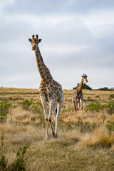 Wild giraffe walking through the African savanna, with warm sunlight illuminating its patterned coat.