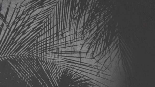 Palm Tree Leaf Shadows Moving on Textured Wall