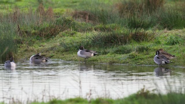 Northern Pintail, Anas acuta, birds on marshes