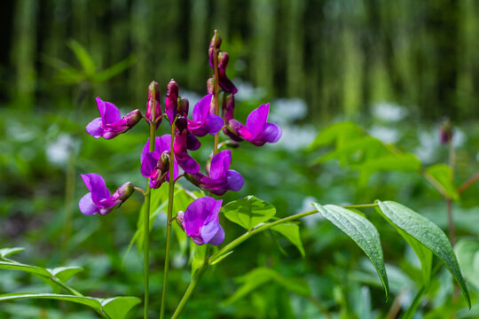 Flowers of spring vetchling Lathyrus vernus plant in wild nature. May