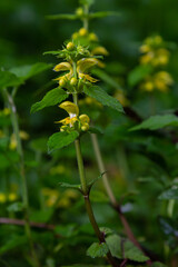Yellow archangel plant Lamium galeobdolon with flowers and green leaves with white stripes, growing in a forest