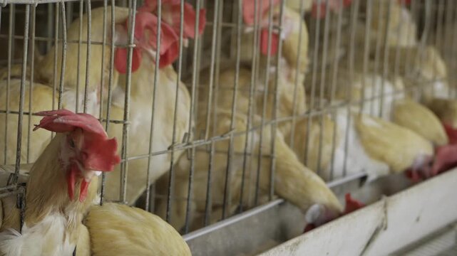 Exploring the Breeding and Production of Chickens in India