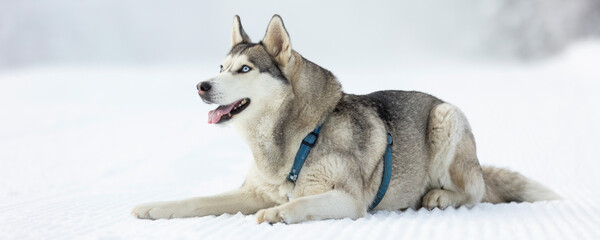 Purebred Husky dog portrait, lying down in snow and smiling