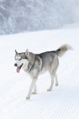 Naklejka premium Funny dog Siberian Husky walking on a snow, winter