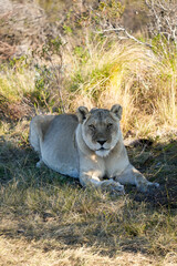 Relaxed lioness lying quietly in her natural habitat, capturing the beauty of African wildlife.