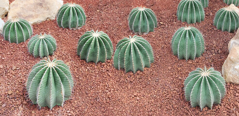Barrel cactus growing in gravel