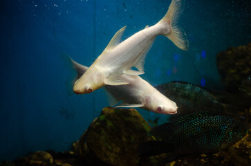 Two albino iridescent shark catfish swimming diagonally in a blue aquarium environment, surrounded by air bubbles and dark rocks.
