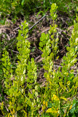 In nature, Thlaspi arvense grows among wild grasses