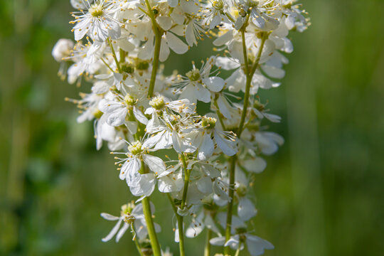 Filipendula vulgaris blooming in early summer in a pasture. Commonly known as dropwort or fern-leaf dropwort, is a perennial herbaceous plant in the family Rosaceae