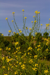 Turkish rocket flowers - Latin name - Bunias orientalis