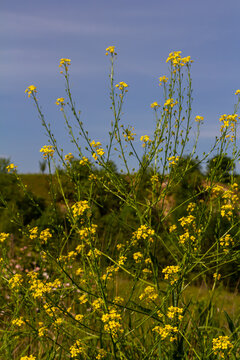 Turkish rocket flowers - Latin name - Bunias orientalis
