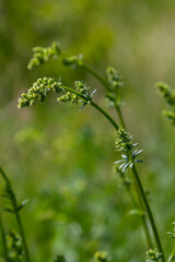 Beautiful blooming white bedstraw in June, galium album