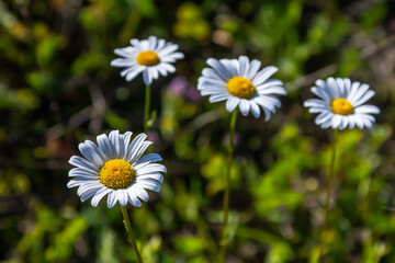 Oxeye daisy Leucanthemum vulgare blooming in spring, White flowers in the garden closeup, Wild daisy flowers growing on meadow, white chamomiles on green grass background. Oxeye daisy