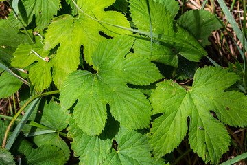 hop leaves. Humulus. green leaves of a climbing plant. natural autumn background, leaves close up. light, bright hop leaves.