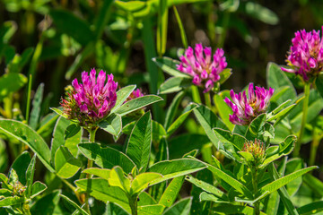 Wild red clover flower isolated Trifolium pratense, with green nature background