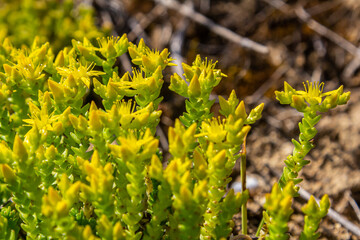 Muller seeds in forest bed. Sedum acre. Yellow flowers growing in the field