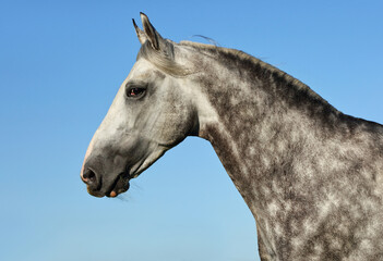 Portrait of a free andalusian horse on sky  background