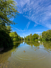 Bright blue sky above tranquil lake with ducks swimming and sun shining through lush trees on a cheerful afternoon in nature