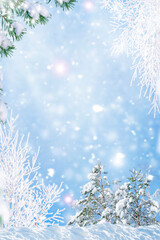 Vertical. Holiday card. Pine and birch trees covered in snow. Winter frosty Christmas landscape. Winter in the forest.