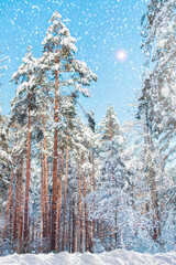 Winter forest on a clear, sunny, frosty day. Tall trees covered in snow. Landscape. Vertical.