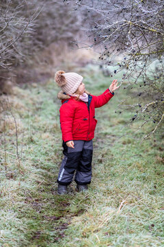 Child exploring winter berries during the frozen morning.