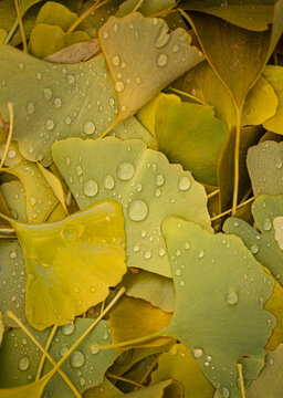Close up of water droplets on fallen yellow gingko leaves in autumn.