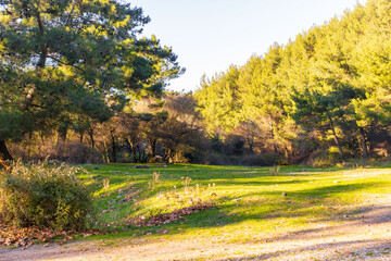 Naklejka premium Sunny forest meadow with green grass, pine trees and natural landscape.