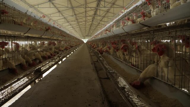 Egg Production in India - A Comprehensive Look into the Industry