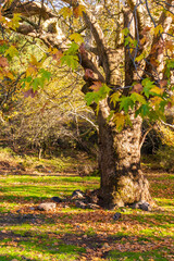 Large tree with autumn leaves, forest ground with green grass and fallen foliage.