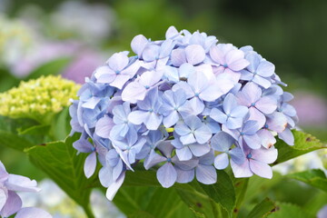 植物　青い花　夕方