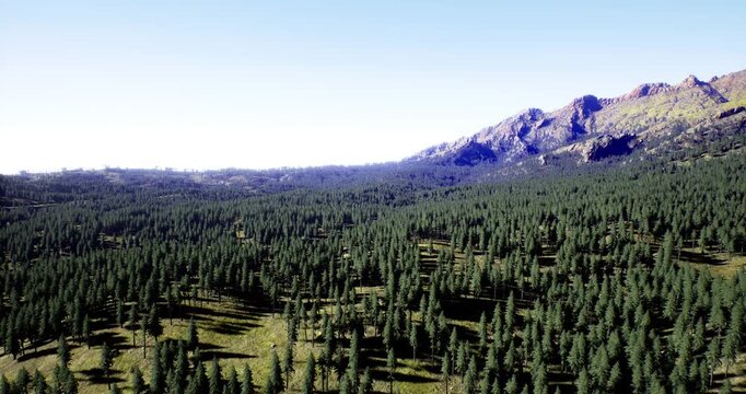 Tall evergreen trees create an expansive forest carpet beneath the rugged peaks. Sunlight bathes the landscape in warmth, highlighting natures serenity and beauty on a clear day.