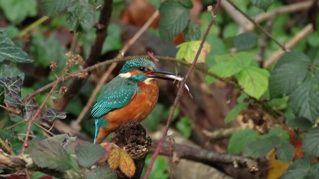 A beautiful hunting Kingfisher, Alcedo atthis, perching in the brambles eating a stickleback fish it has just caught and then flies.