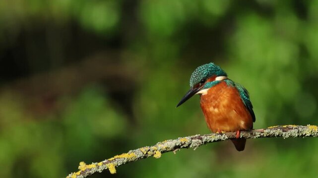 A beautiful hunting Kingfisher, Alcedo atthis, perching on a twig that is growing over a river. It has been diving into the water catching fish to eat.