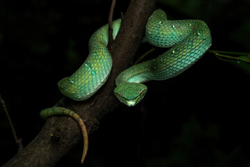 Bornean Keeled Pit Viper (Tropidolaemus subannulatus) on a tree branch.
