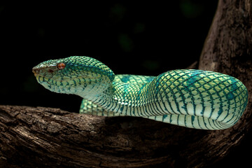 Bornean Keeled Pit Viper (Tropidolaemus subannulatus) on a tree branch.