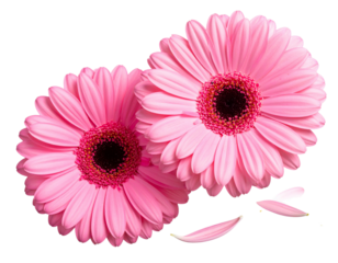 Dual Pink Gerbera Daisies with Soft Studio Bloom Aesthetic