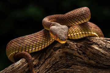 Mangrove pit viper (Trimeresurus purpureomaculatus) showing golden-brown coloration and keeled scales.