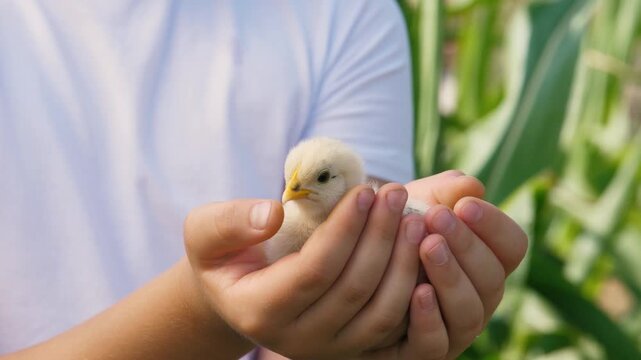 Male teen kid in white shirt hands holding cute baby chicken yellow chick at summer greenery closeup. Boy teenager arms with funny poultry farm bird small fowl with feather beak and wings