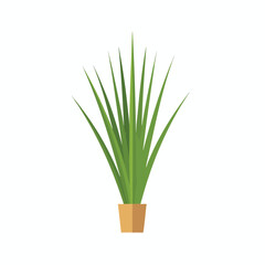 Obraz premium Simple illustration of a tall green houseplant with long leaves in a brown pot, isolated on a white background.