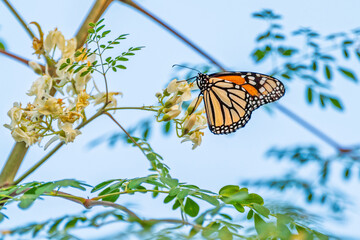 Monarch butterfly resting on white blossoms in spring